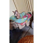 Sphynx con Pedigree da Riproduzione - Foto n. 7