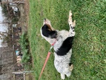 CUCCIOLO MASCHIO SETTER INGLESE 6 MESI CON PEDIGREE