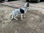 Cucciolo Maschio Setter Inglese 6 mesi con Pedigree - Foto n. 2