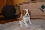 Cuccioli Cavalier King - Foto n. 2