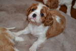 Cuccioli Cavalier King