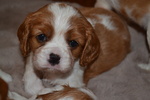 Cuccioli Cavalier King - Foto n. 3