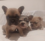 Cuccioli di Bouledogue Francesi - Foto n. 2