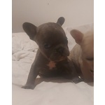 Cuccioli di Bouledogue Francesi - Foto n. 3