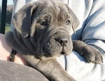 Cane Corso