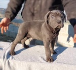 Cane Corso - Foto n. 2