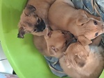 🐶 Chihuahua di 1 anno e 5 mesi in vendita a Rieti (RI) e in tutta Italia da privato