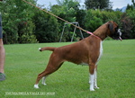 Boxer Cuccioli Vendo a Bassano del Grappa Vicenza-Vendo Boxer- Allevamenti Boxer a Vicenza - Foto n. 5