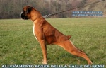 Boxer Cuccioli Vendo a Bassano del Grappa Vicenza-Vendo Boxer- Allevamenti Boxer a Vicenza - Foto n. 11