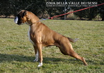 Boxer Cuccioli Vendo a Bassano del Grappa Vicenza-Vendo Boxer- Allevamenti Boxer a Vicenza - Foto n. 12