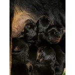 🐶 Rottweiler di 4 mesi in vendita a Guidonia Montecelio (RM) e in tutta Italia da privato