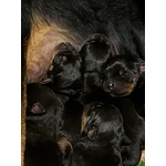 Cuccioli Rottweiler