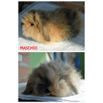 Conigli Ariete Fuzzy Lop - Foto n. 2