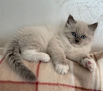 Cuccioli di Ragdoll con Pedigree