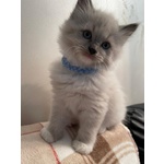 Cuccioli di Ragdoll con Pedigree - Foto n. 2