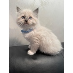 Cuccioli di Ragdoll con Pedigree - Foto n. 3