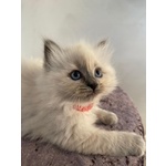 Cuccioli di Ragdoll con Pedigree - Foto n. 9