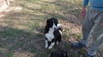 🐶 Border Collie in adozione a Avezzano (AQ) e in tutta Italia da privato