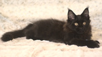 Cucciolo Maine Coon, nero, con pedigree ANFI
