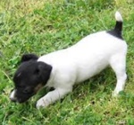 Cucciolo mix jack Russell Taglia Mini