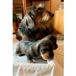 Cuccioli di Bassotto Tedesco a pelo Duro - Foto n. 4