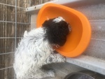 🐶 Lagotto Romagnolo maschio di 1 anno e 5 mesi in vendita a Massa d'Albe (AQ) e in tutta Italia da privato