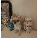 🐶 Chihuahua maschio in vendita a Palermo (PA) e in tutta Italia da privato