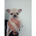 🐶 Chihuahua femmina di 4 mesi in vendita a Palermo (PA) e in tutta Italia da privato