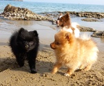 Cuccioli Volpino di Pomerania / Spitz nano Tedesco