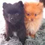 Cuccioli Volpino di Pomerania / Spitz nano Tedesco - Foto n. 2