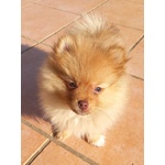 Cuccioli Volpino di Pomerania / Spitz nano Tedesco - Foto n. 4