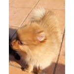 Cuccioli Volpino di Pomerania / Spitz nano Tedesco - Foto n. 6