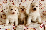 Cucciole di Siberian Husky - Foto n. 1