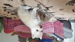 Cucciole di Siberian Husky - Foto n. 6