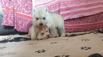 Cucciole di Siberian Husky - Foto n. 7
