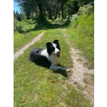 🐶 Border Collie maschio di 4 anni e 8 mesi in accoppiamento a Castello-Molina di Fiemme (TN) e in tutta Italia da privato