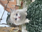 Cuccioli di Ragdoll - Foto n. 2