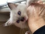 Cuccioli di Ragdoll - Foto n. 3