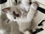 Cuccioli di Ragdoll - Foto n. 7