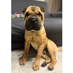 🐶 Shar Pei maschio di 2 anni e 7 mesi in accoppiamento a Torino (TO) da privato