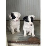 Kimba e Spotty, 3 Mesi, Aspettano una Famiglia - Foto n. 2