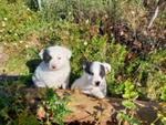 Kimba e Spotty, 3 Mesi, Aspettano una Famiglia - Foto n. 5