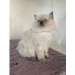 🐱 Ragdoll maschio di 1 anno e 3 mesi in vendita a Bergamo (BG) e in tutta Italia da privato