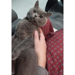 Accoppiamento British Shorthair - Foto n. 5