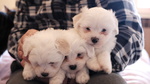 Cuccioli Maltese 550€ - Foto n. 2