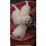 Cuccioli Maltese 550€ - Foto n. 3