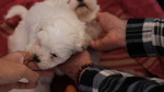 Cuccioli Maltese 550€ - Foto n. 4