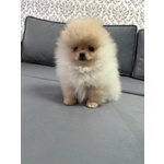 Volpini di Pomerania (o Spitz Tedesco Nano) con Pedigree - Foto n. 2