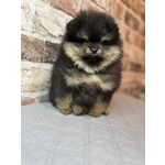 Volpini di Pomerania (o Spitz Tedesco Nano) con Pedigree - Foto n. 3