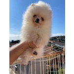 Volpini di Pomerania (o Spitz Tedesco Nano) con Pedigree - Foto n. 6